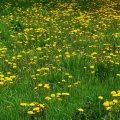Taraxacum officinale.jpg